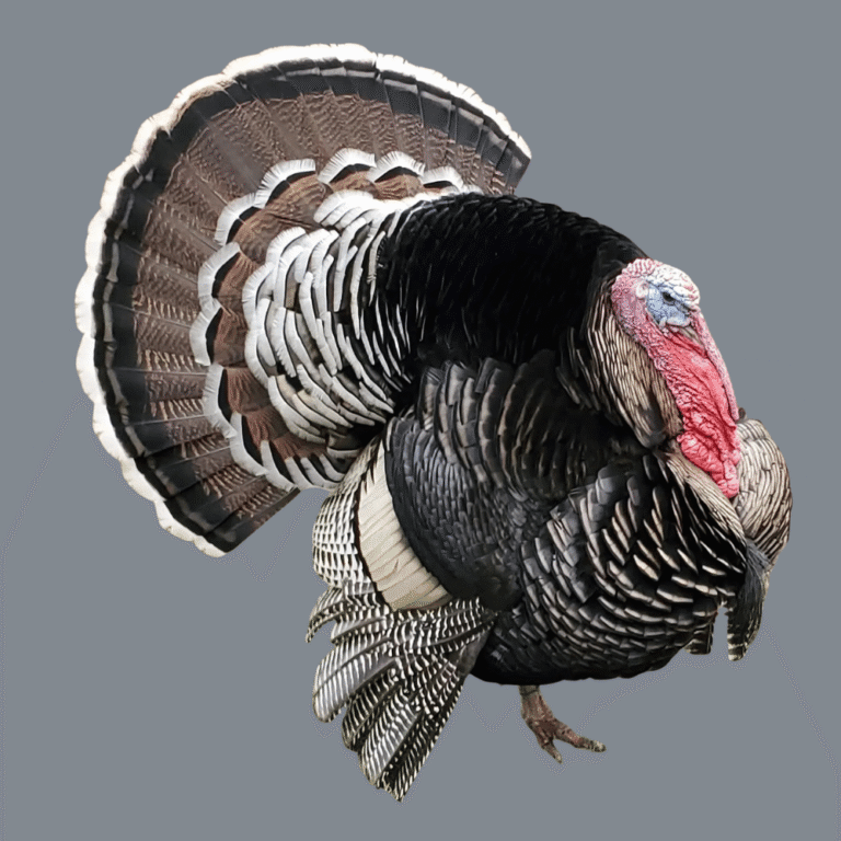 5+ Best Heritage or Heirloom Turkey Breeds (with Pictures)