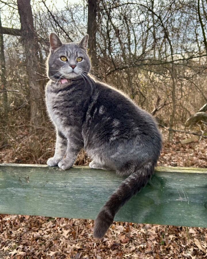 barn cat on homestead