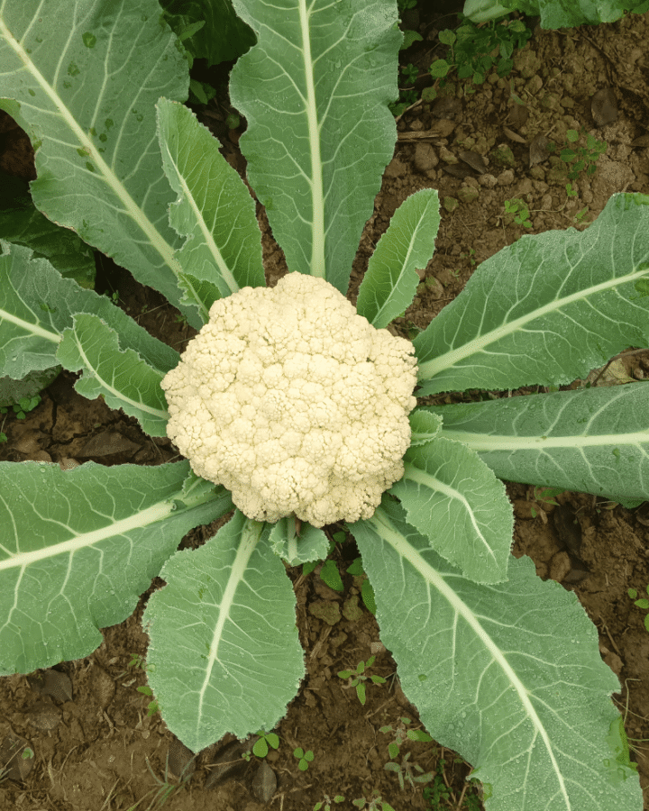 beautiful cauliflower