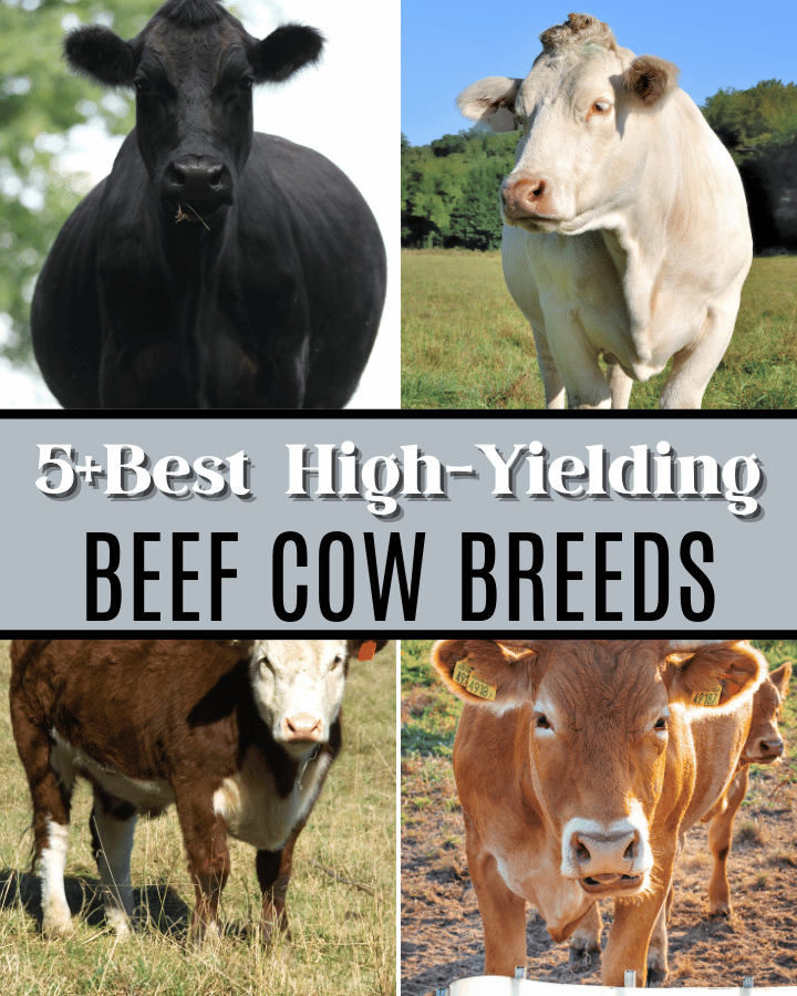 beef cow breeds collection