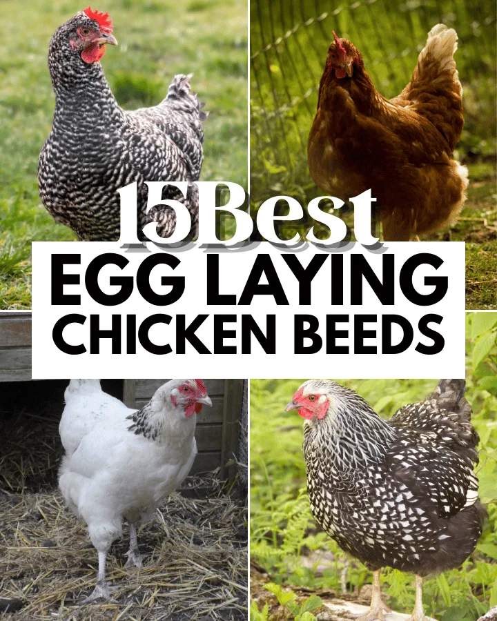 best egg laying chicken breeds