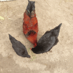 chickens eating