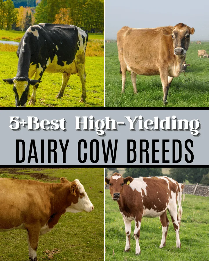 dairy cow breeds