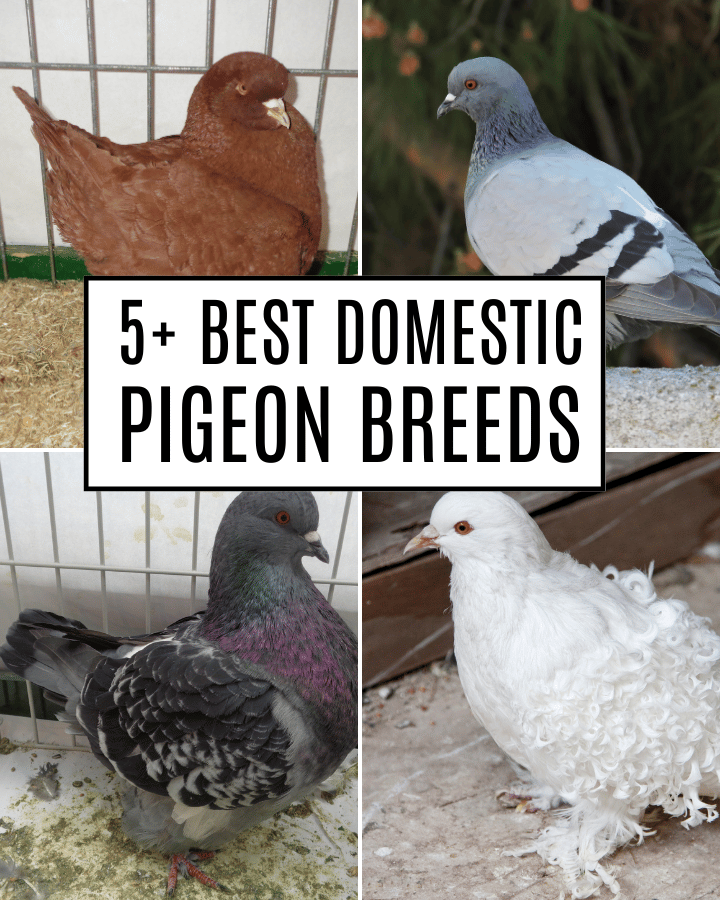 10 Best Types Of Peafowl To Raise With Pictures 10 Best Types Of Peafowl To Raise With Pictures