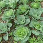 growing cabbage