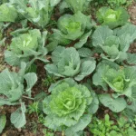 growing cabbage