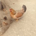 hen with chicks