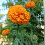 marigolds in spring