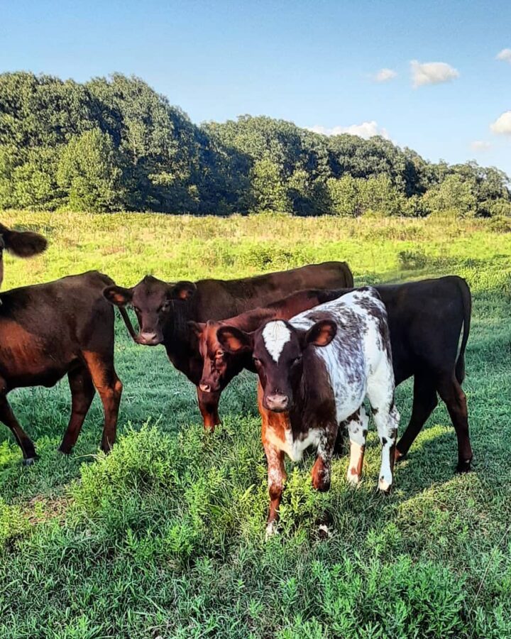 milk cows on the pasture