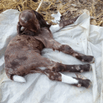 new born baby goat