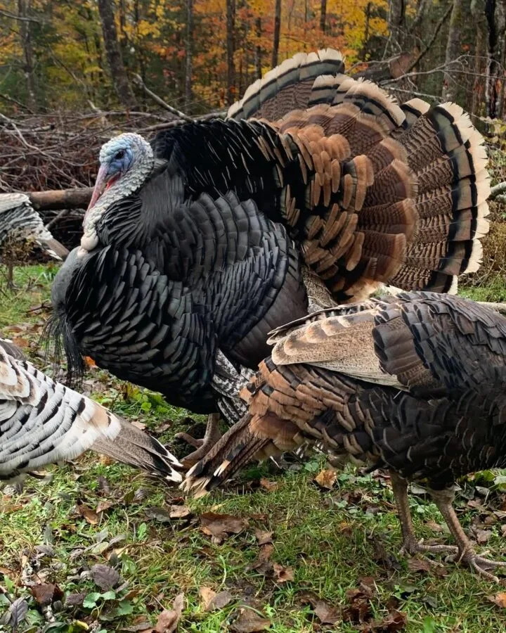 raising turkeys near the woods
