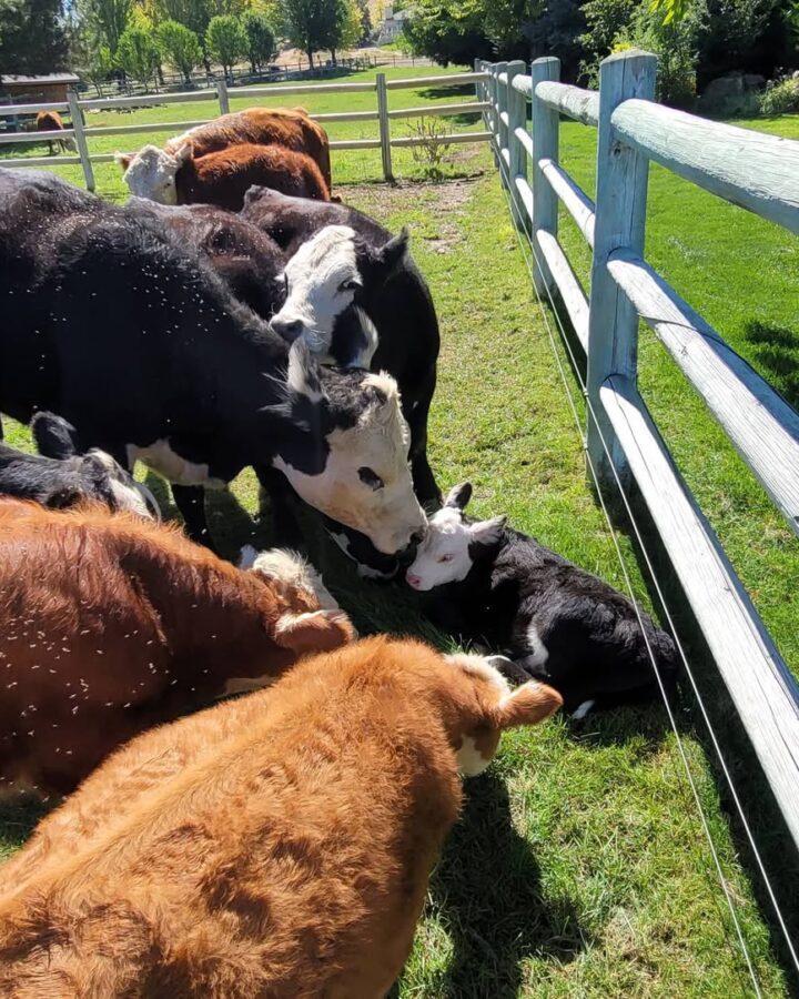 several miniature cow breeds under the fence