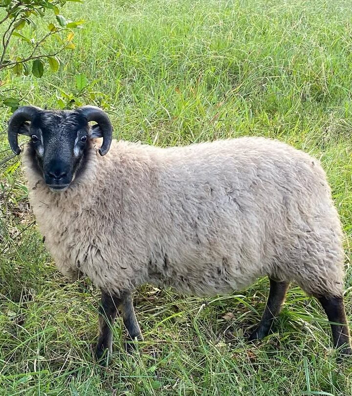 shetland ram