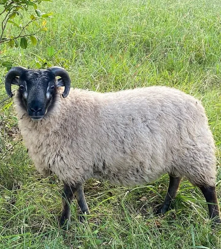 shetland ram