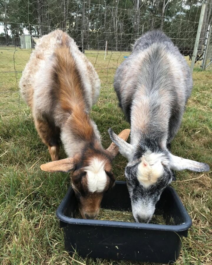 small goats eating