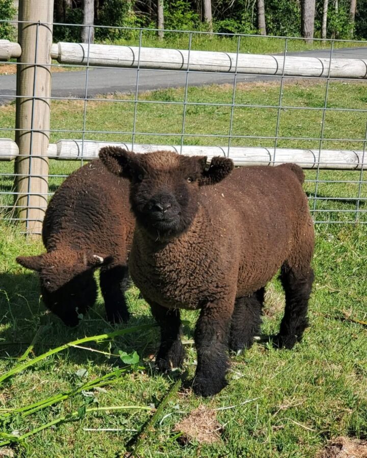 two Babydoll Southdown Sheep