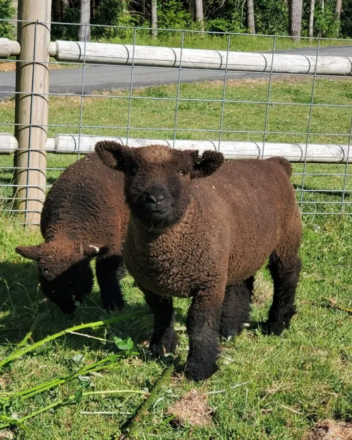 two Babydoll Southdown Sheep