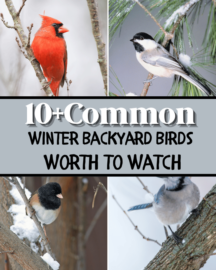 winter backyard birds collection