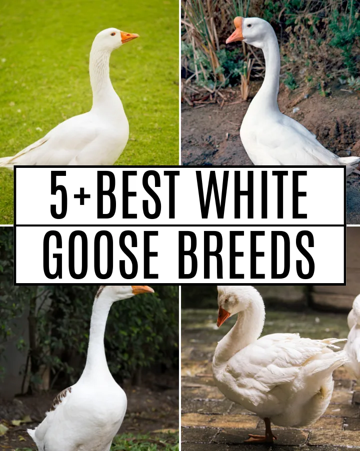 5+ white goose breeds