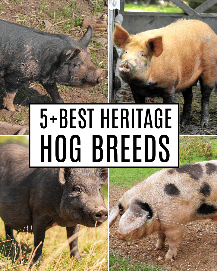 5+heritage hog breeds collection
