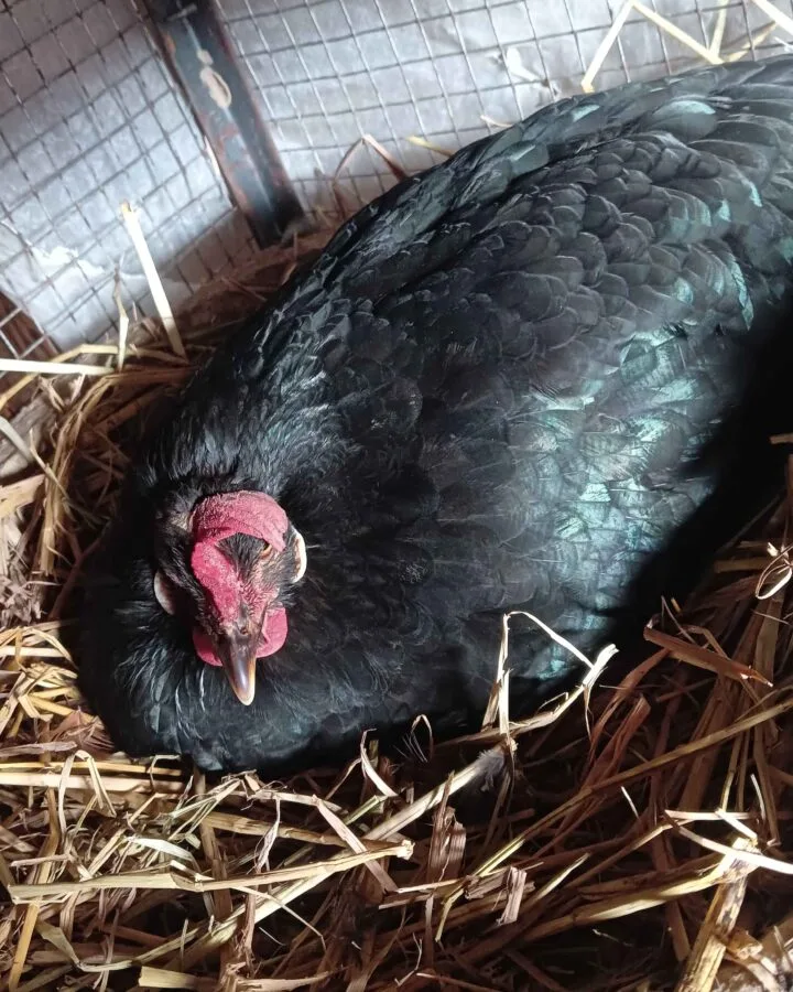 broody hen