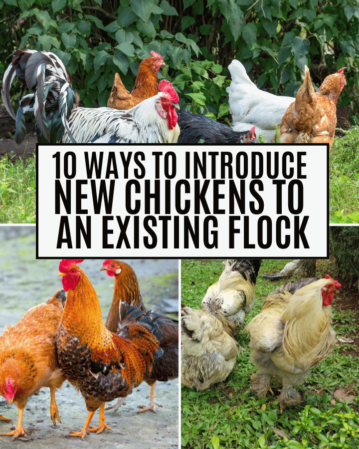 chicken flock outdoors foraging