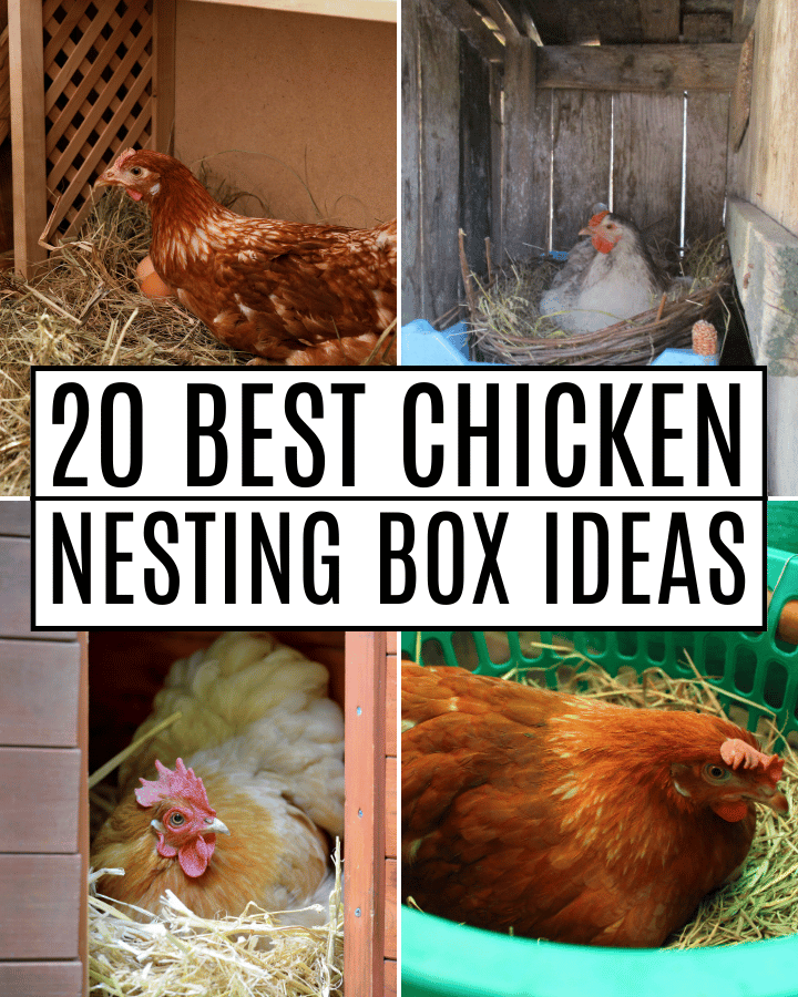 chicken nesting boxes