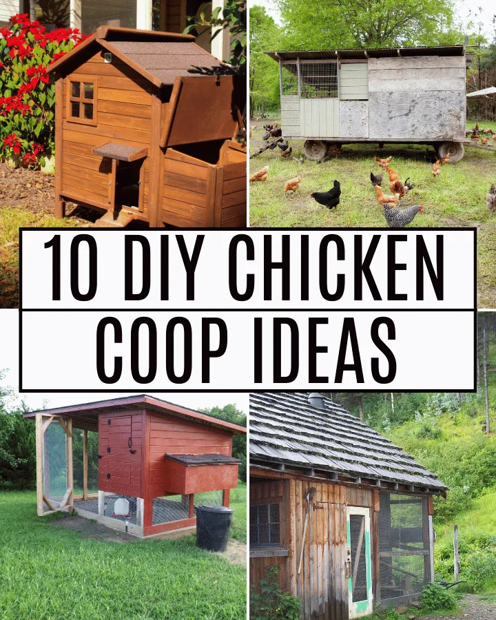 diy chicken coops