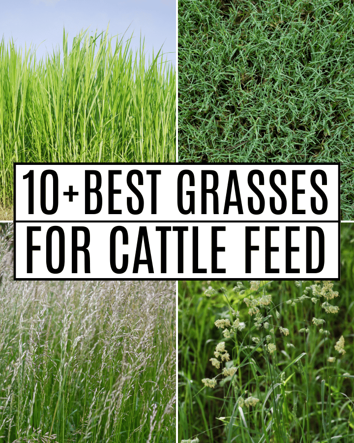 grasses for cattle