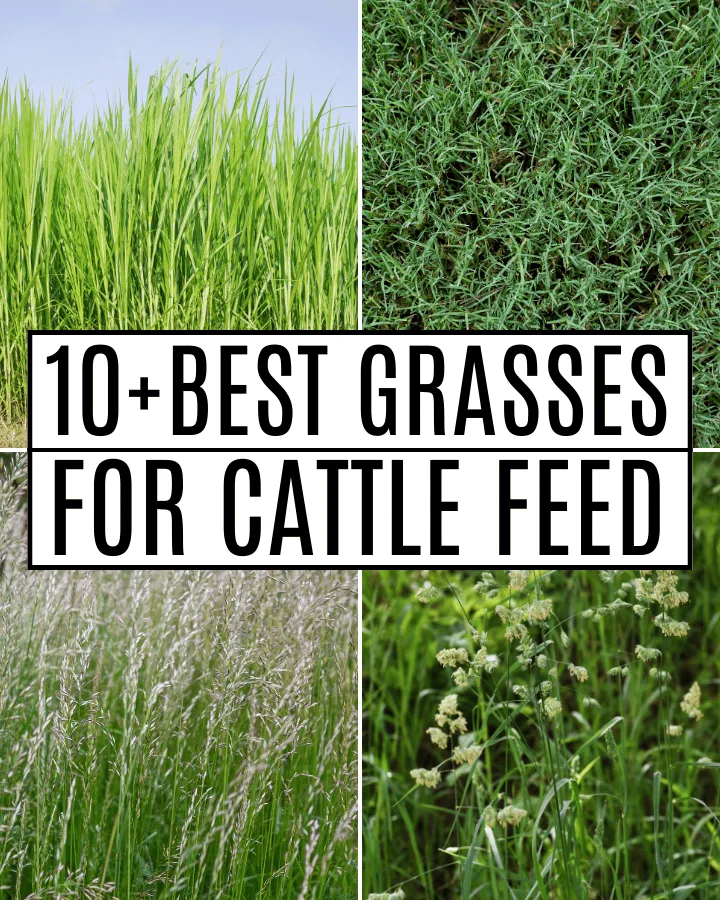 grasses for cattle