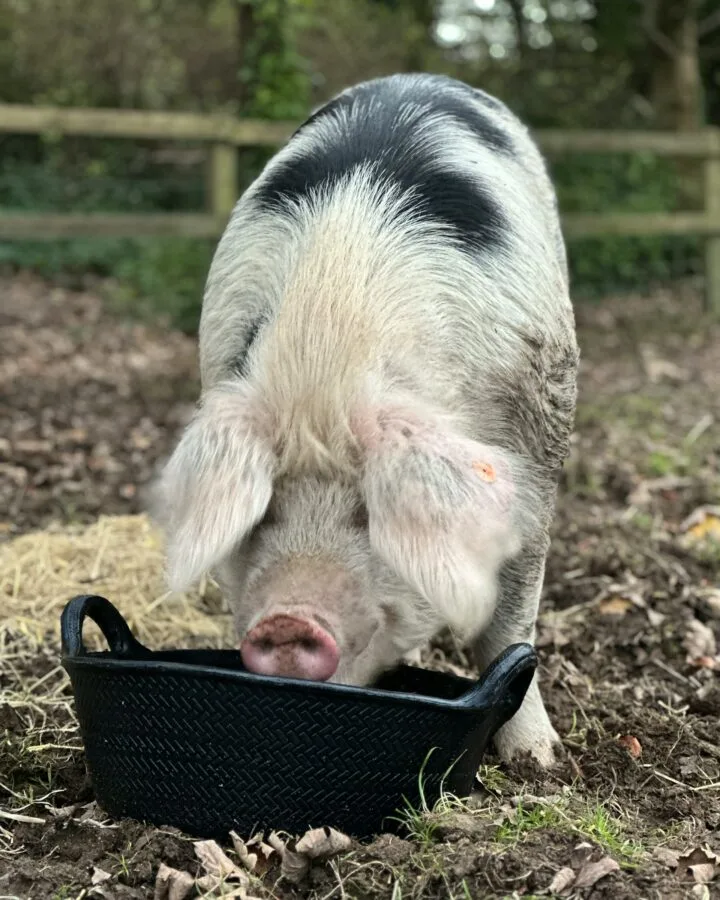 a pig eating food in feeder