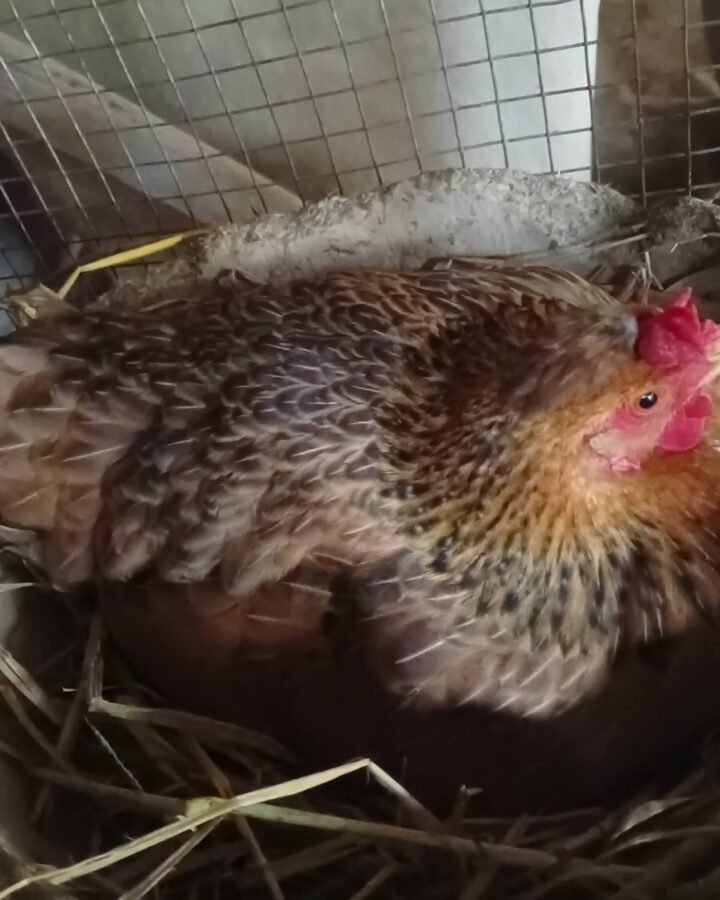 black hen sitting in nest