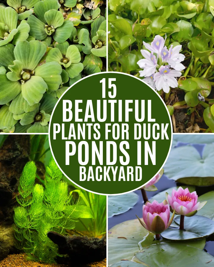 beautiful plants for duck pond