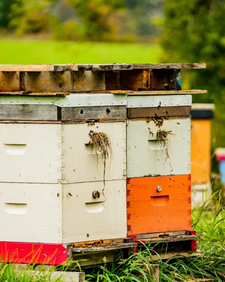 beehives in homestead