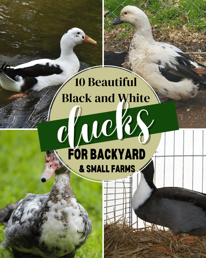 collection of black and white ducks
