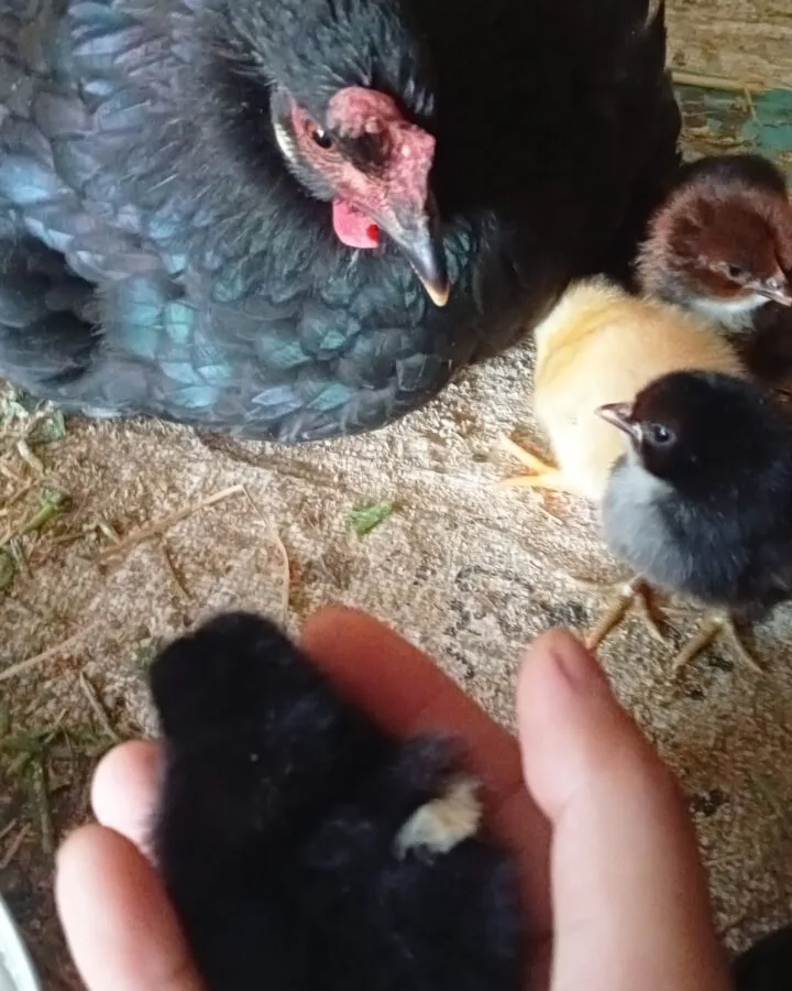 holding chicken baby
