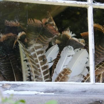 preserved chicken feathers in house