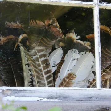 preserved chicken feathers in house