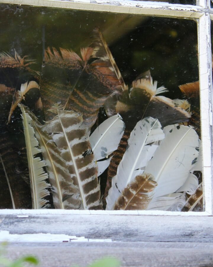 preserved chicken feathers in house