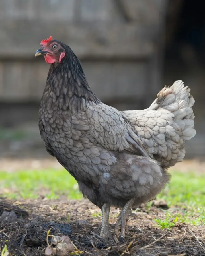 Blue Australorp hen