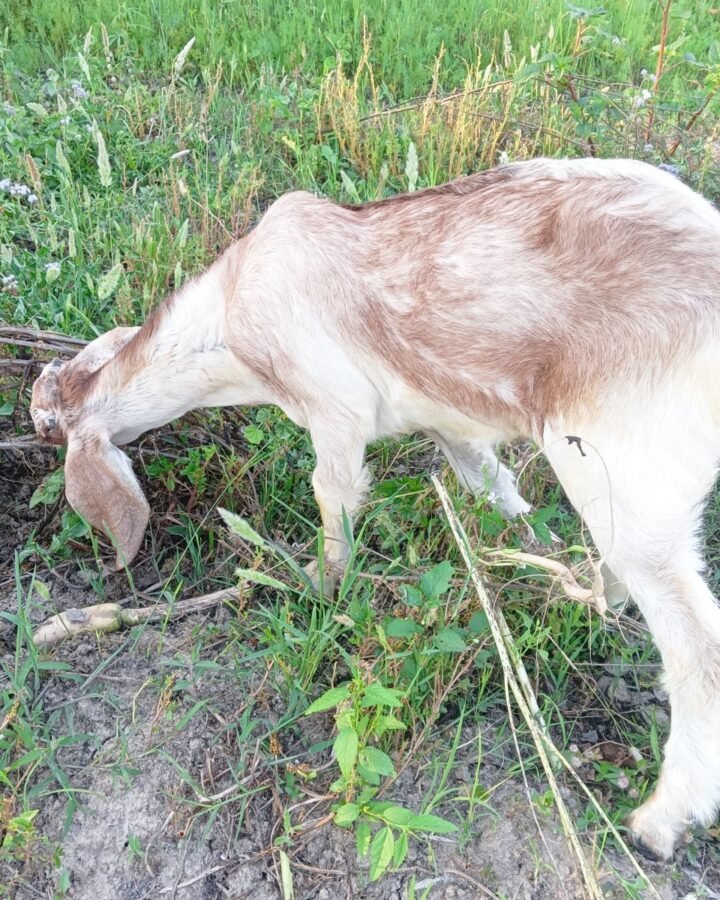 goat in the backyard garden