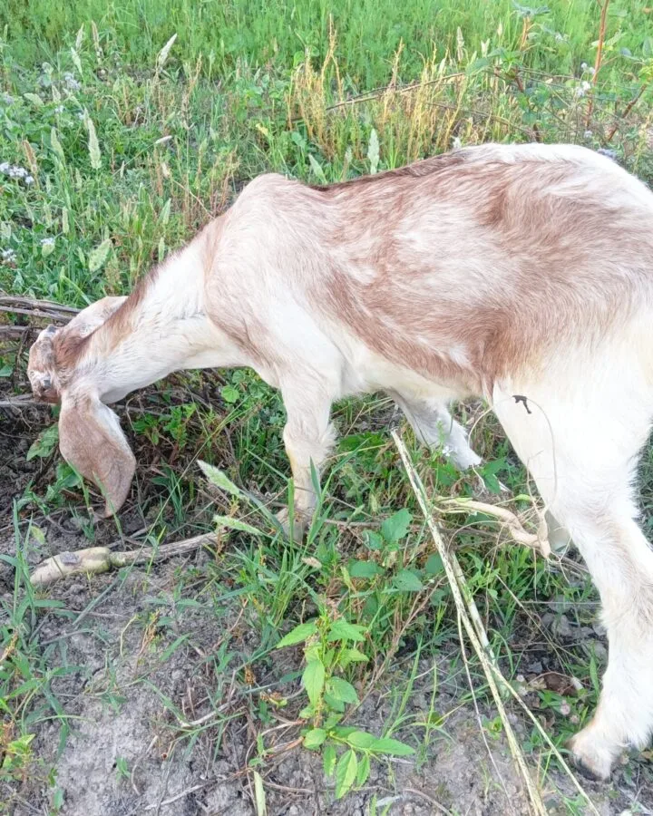 goat in the backyard garden