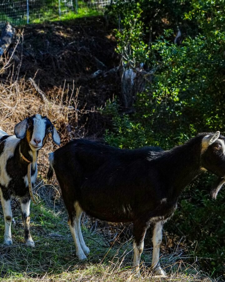 goats foraging outdoors
