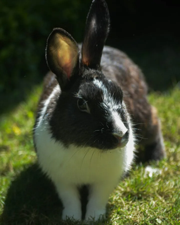 rabbit under the sun