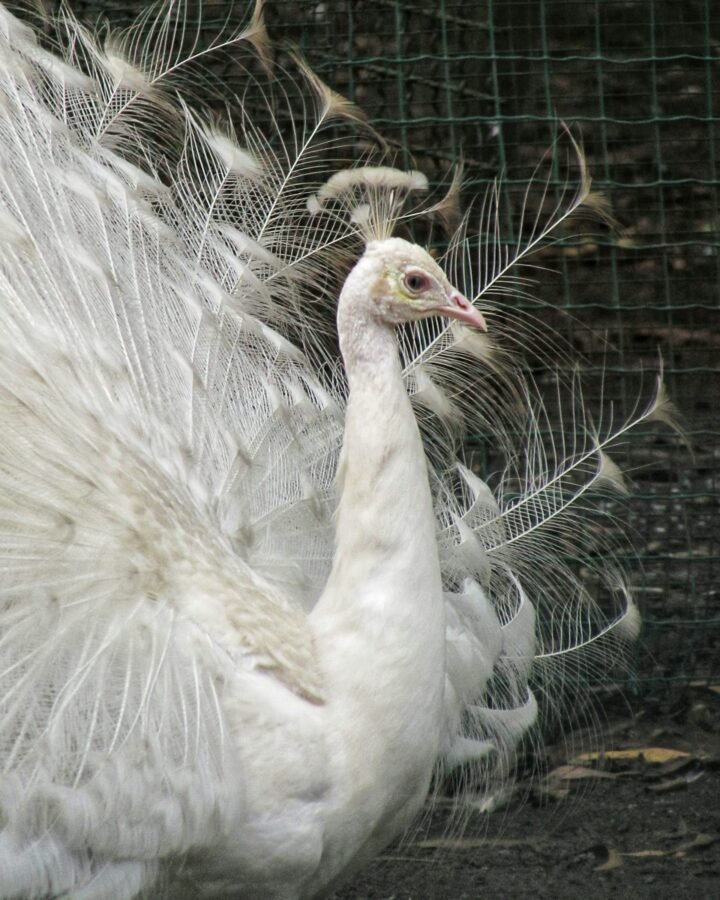 white peafowl in the garden