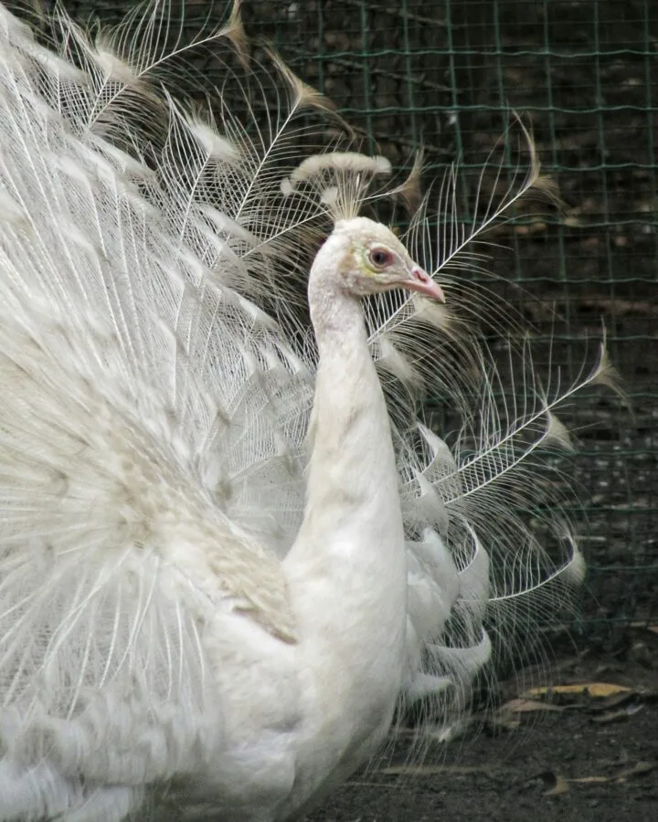 white peafowl in the garden