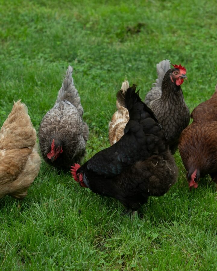 chickens in free range setting