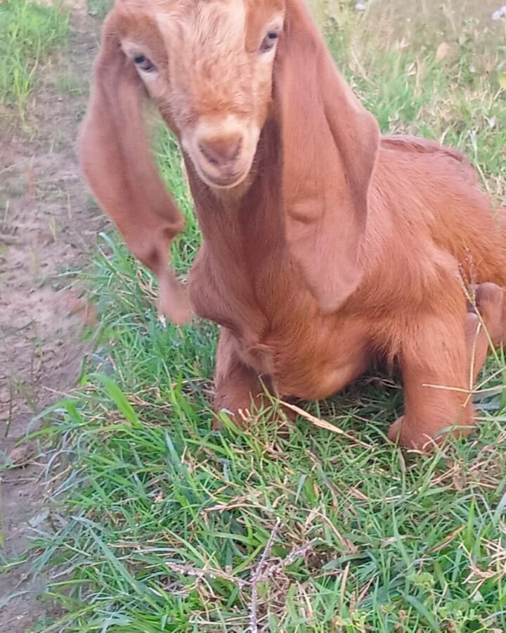 cute red kid goat