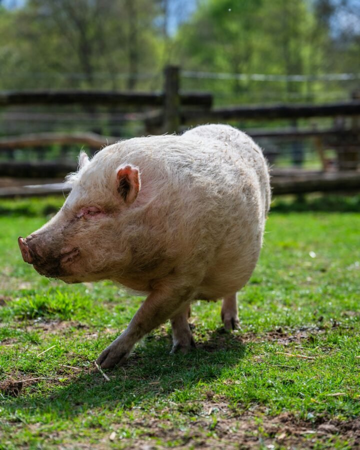 free range pig in the farm