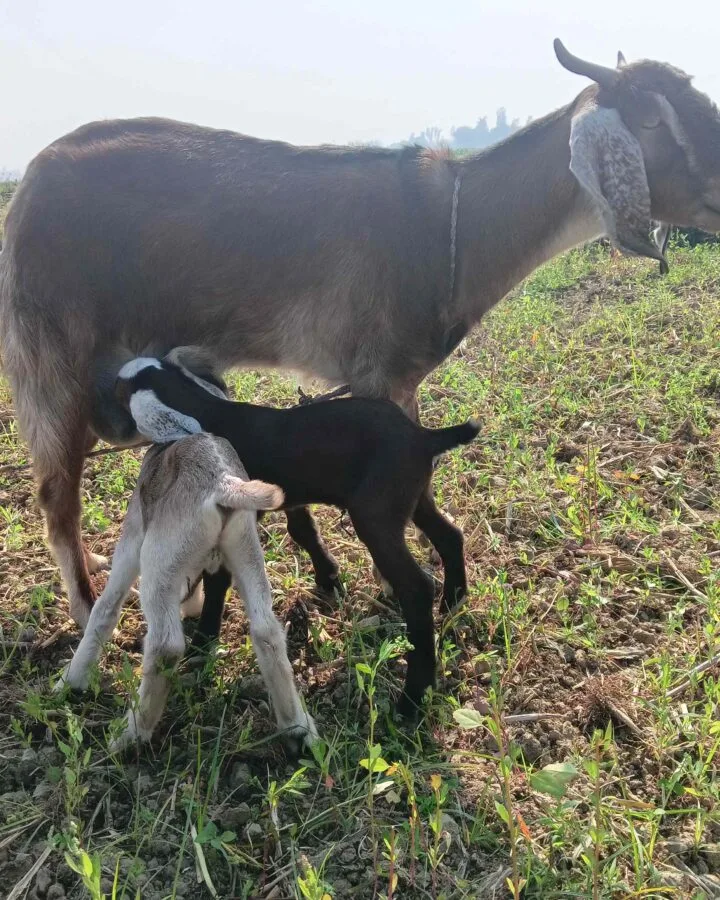 kid goats nursing